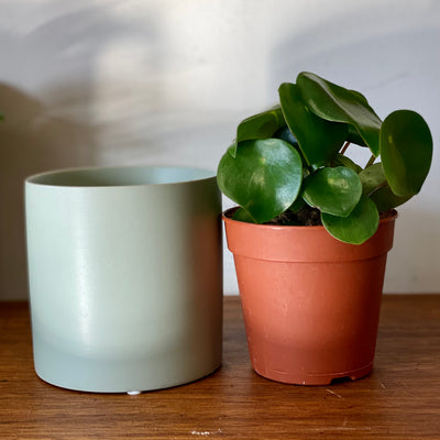 How to choose the right sized pot for your indoor plant